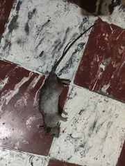 Rattus rattus