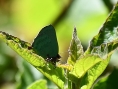 Cyanophrys pseudolongula