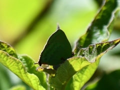 Cyanophrys pseudolongula