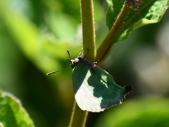 Cyanophrys pseudolongula