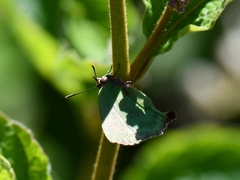 Cyanophrys pseudolongula