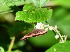 Pedaliodes symmachus