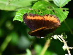 Pedaliodes symmachus