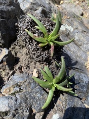 Dudleya viscida