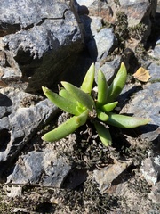 Dudleya viscida