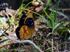 Lymanopoda caeruleata
