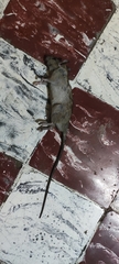 Rattus rattus