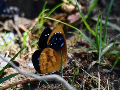 Lymanopoda caeruleata
