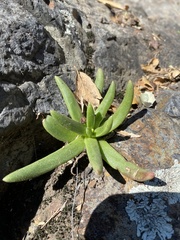 Dudleya viscida