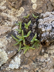 Dudleya viscida