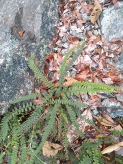 Notholaena trichomanoides