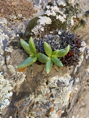 Dudleya viscida