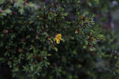 Pultenaea muelleri