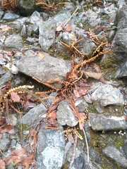 Notholaena trichomanoides