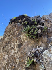 Dudleya viscida