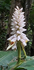 Alpinia hainanensis