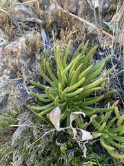 Dudleya viscida