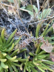 Dudleya viscida