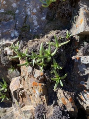 Dudleya viscida