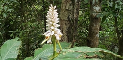 Alpinia hainanensis