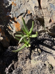 Dudleya viscida