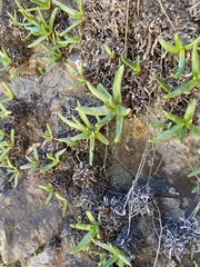 Dudleya viscida