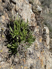 Dudleya viscida