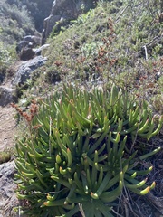 Dudleya viscida
