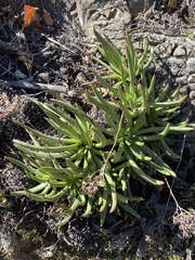 Dudleya viscida