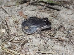Limnodynastes dumerilii dumerilii