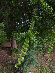 Lepidoceras chilense