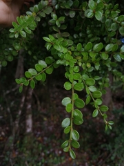 Lepidoceras chilense