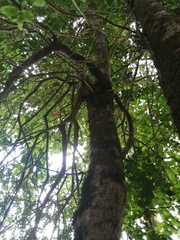 Lepidoceras chilense