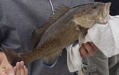 Mycteroperca microlepis