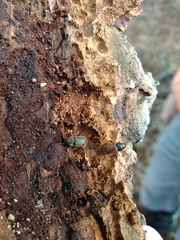 Dendroctonus rufipennis