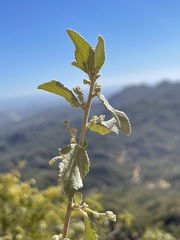 Bernardia lagunensis