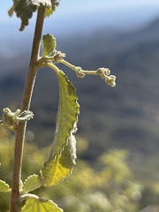 Bernardia lagunensis