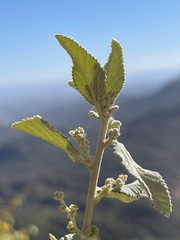 Bernardia lagunensis