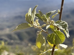 Bernardia lagunensis