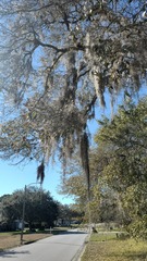Tillandsia usneoides