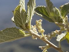 Bernardia lagunensis