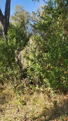 Tillandsia usneoides