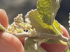 Bernardia lagunensis