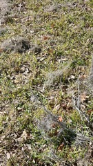 Tillandsia usneoides