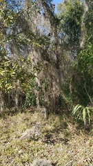 Tillandsia usneoides