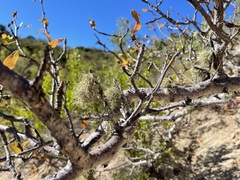 Bursera cerasiifolia