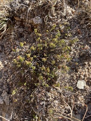 Ayenia peninsularis