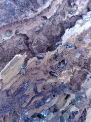 Dendroctonus rufipennis