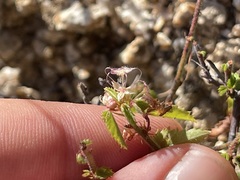 Ayenia peninsularis