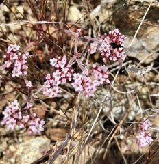 Chorizanthe staticoides